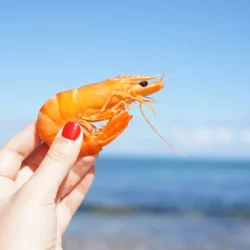 Oostduinkerke et la fête de la crevette
