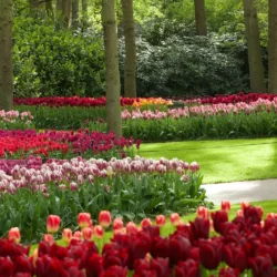 Keukenhof - CORSO